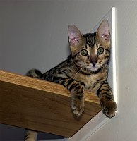 Lance hangs out at the entrance to the cat den.  